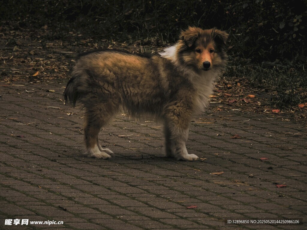 站在路面上的长毛狗狗