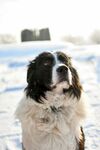 雪地中的可爱长毛狗狗