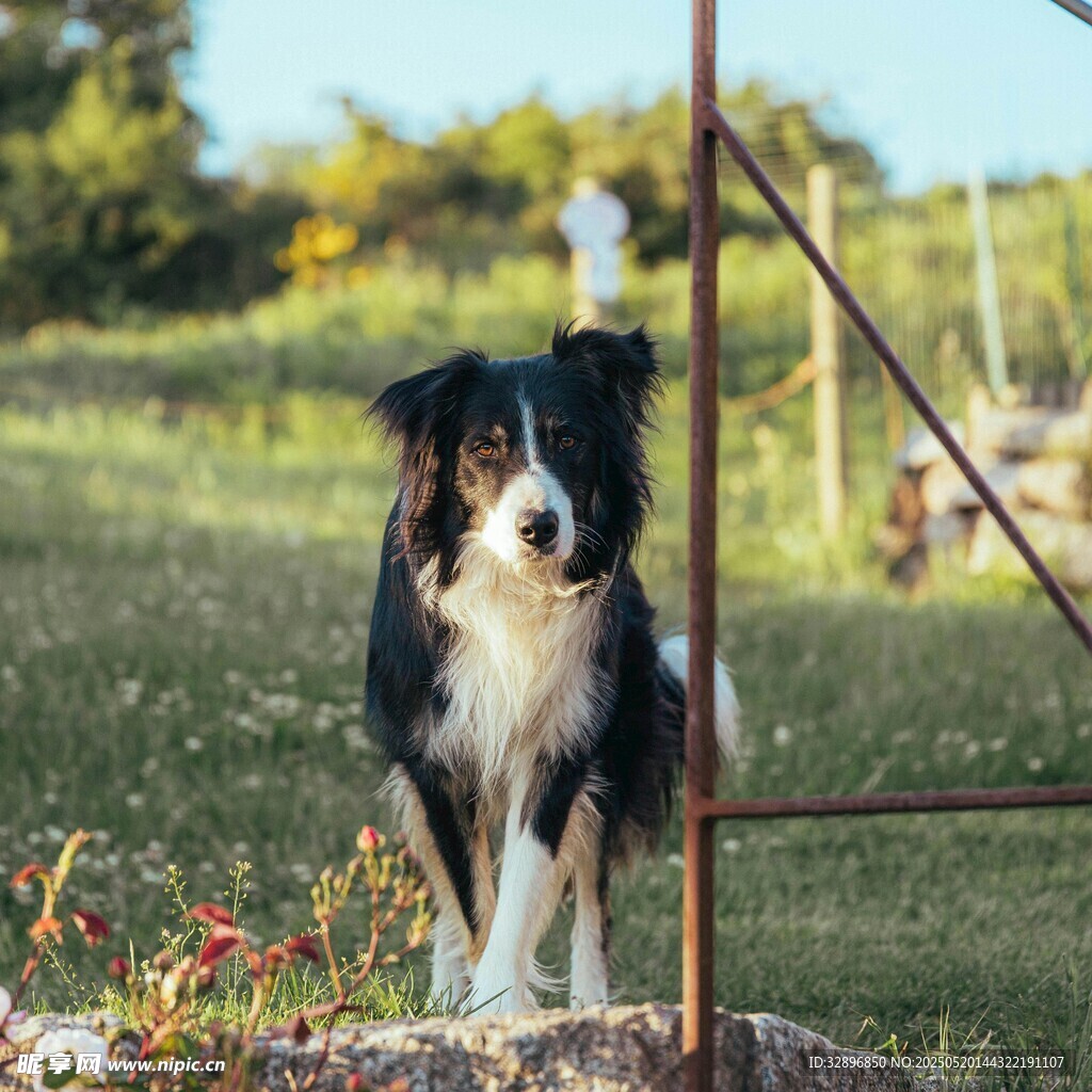 田园中的帅气边境牧羊犬