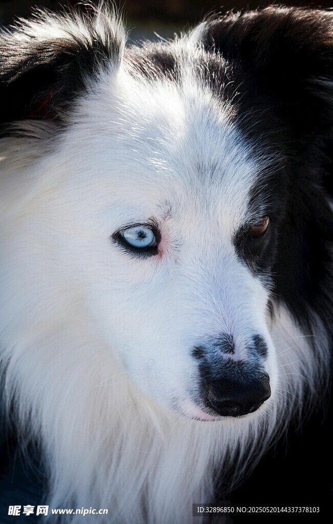 蓝眼黑白长毛犬特写