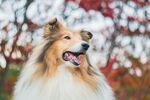 秋日喜乐牧羊犬