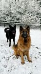 雪地中的两只德国牧羊犬