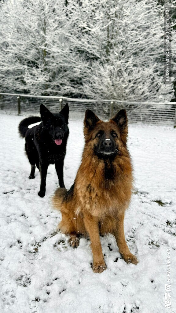 雪地中的两只德国牧羊犬