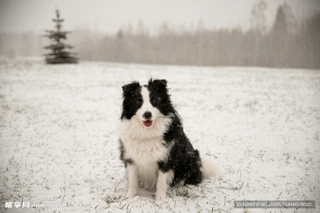 雪地中的边牧犬