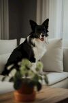 沙发上的黑白萌犬