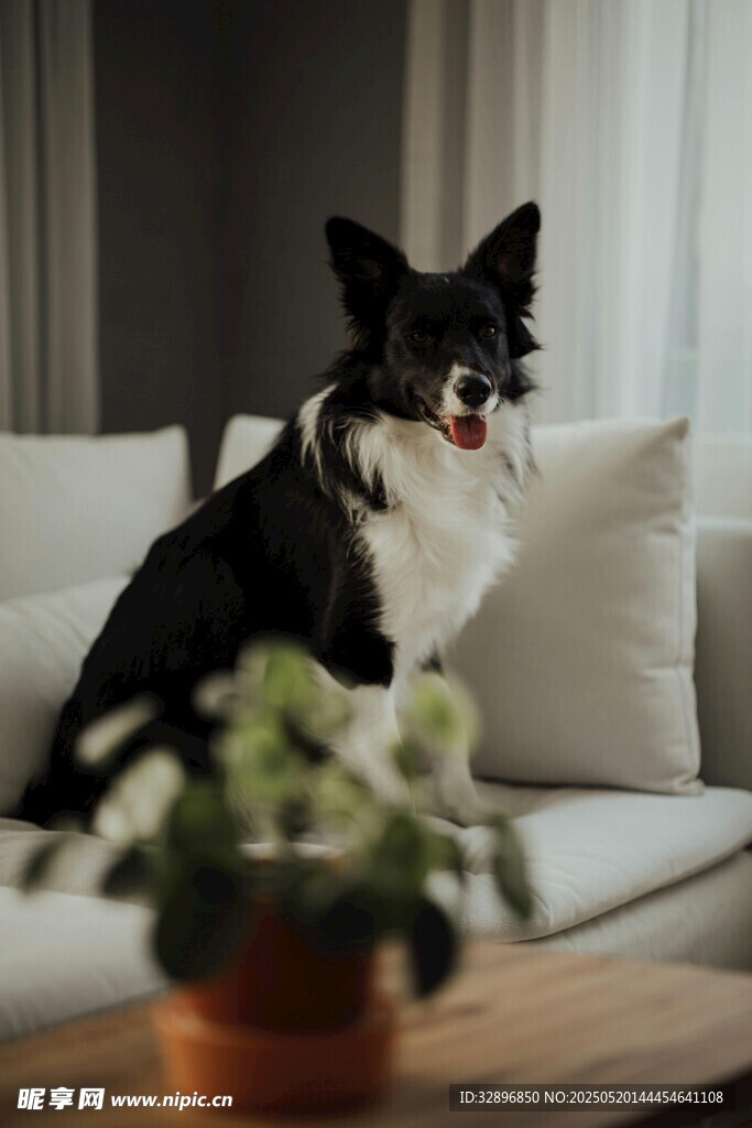 沙发上的黑白萌犬