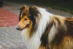 长毛牧羊犬户外优雅侧影