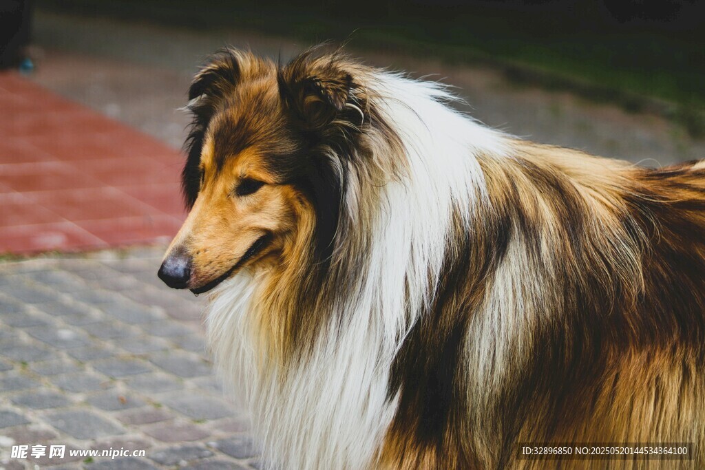 长毛牧羊犬户外优雅侧影