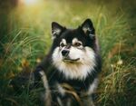草地上的黑白毛发阿拉斯加犬