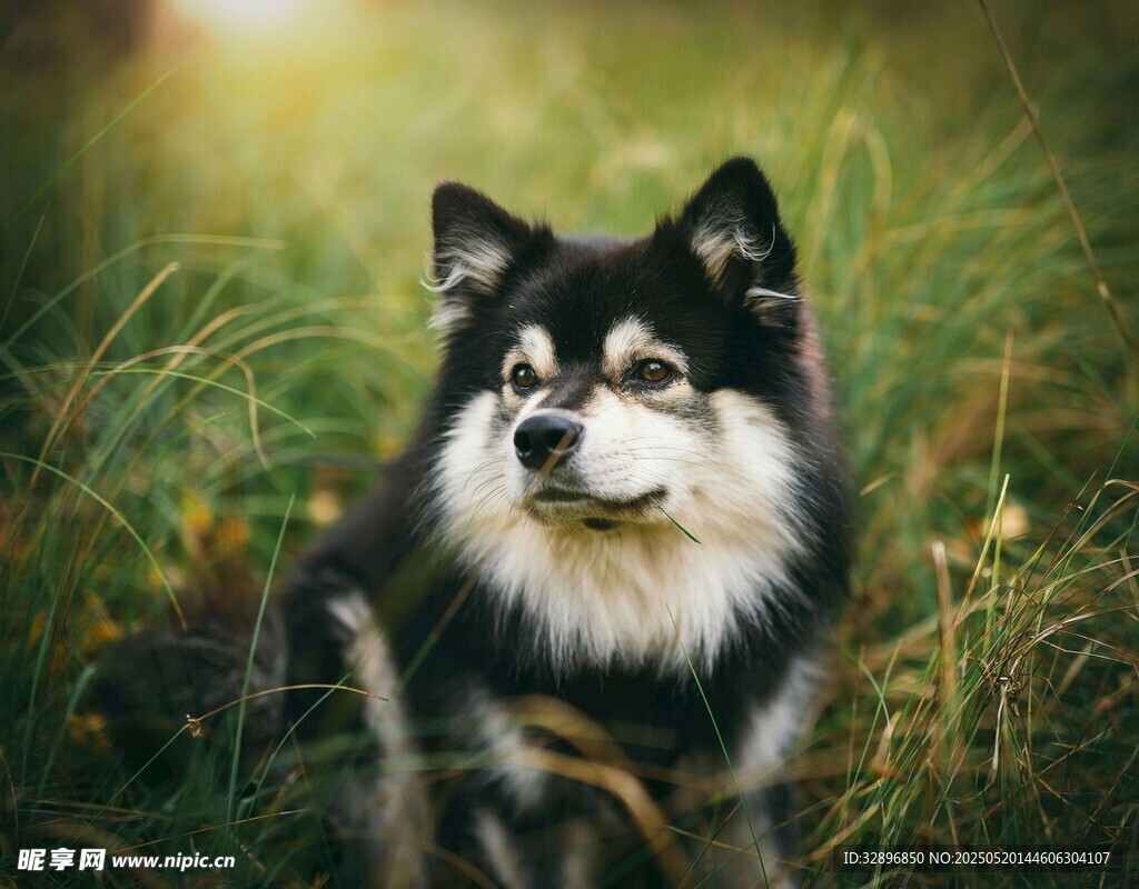草地上的黑白毛发阿拉斯加犬