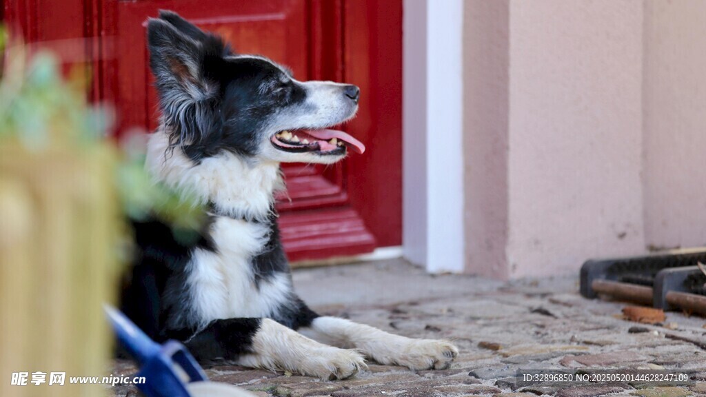 门边休憩的黑白边牧犬