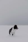 雪地中的黑白小狗