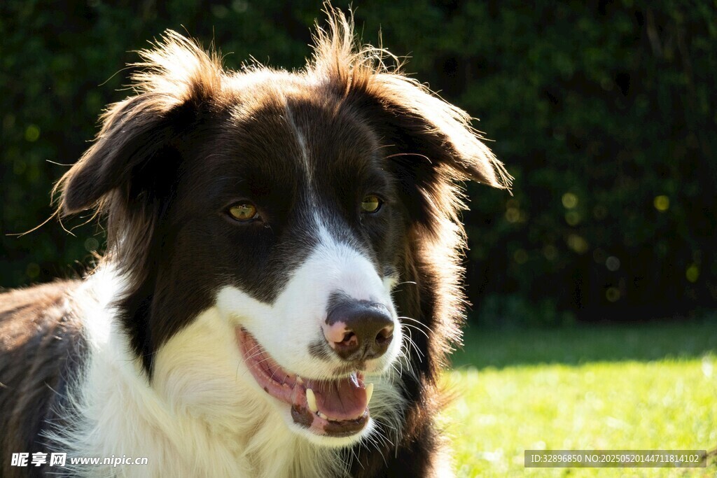 阳光下的可爱边牧犬