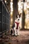 秋日围栏旁的可爱三色犬