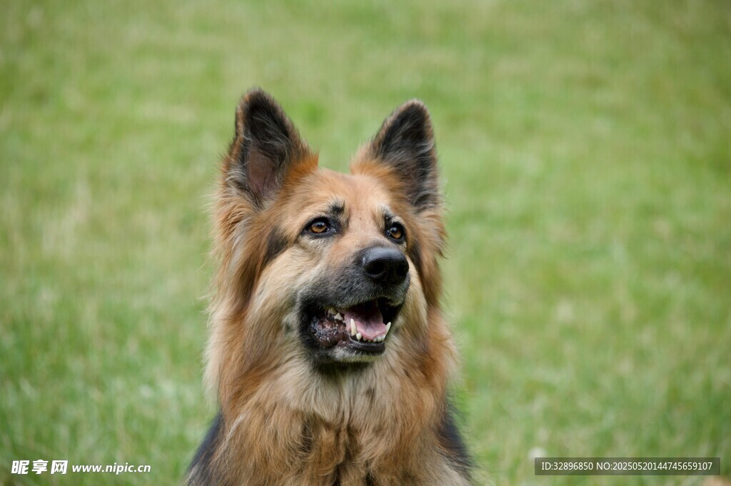 草地中的德国牧羊犬