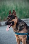 帅气德国牧羊犬户外吐舌
