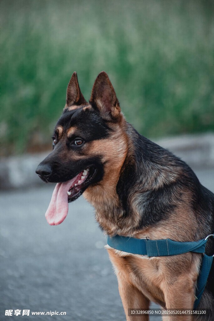 帅气德国牧羊犬户外吐舌