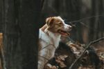 林间可爱猎犬