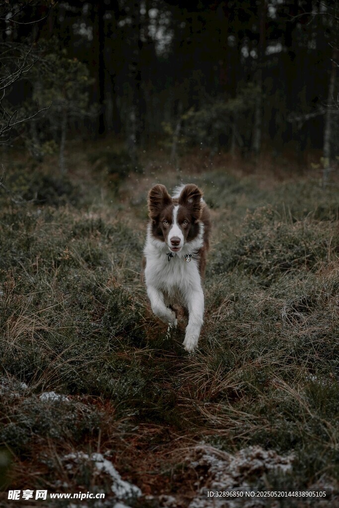 奔跑的萌犬