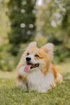 草地上开心的柯基犬