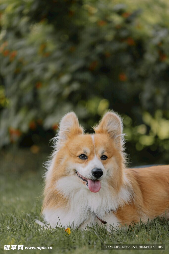 草地上的可爱柯基犬