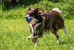 草地奔跑的喜乐蒂牧羊犬