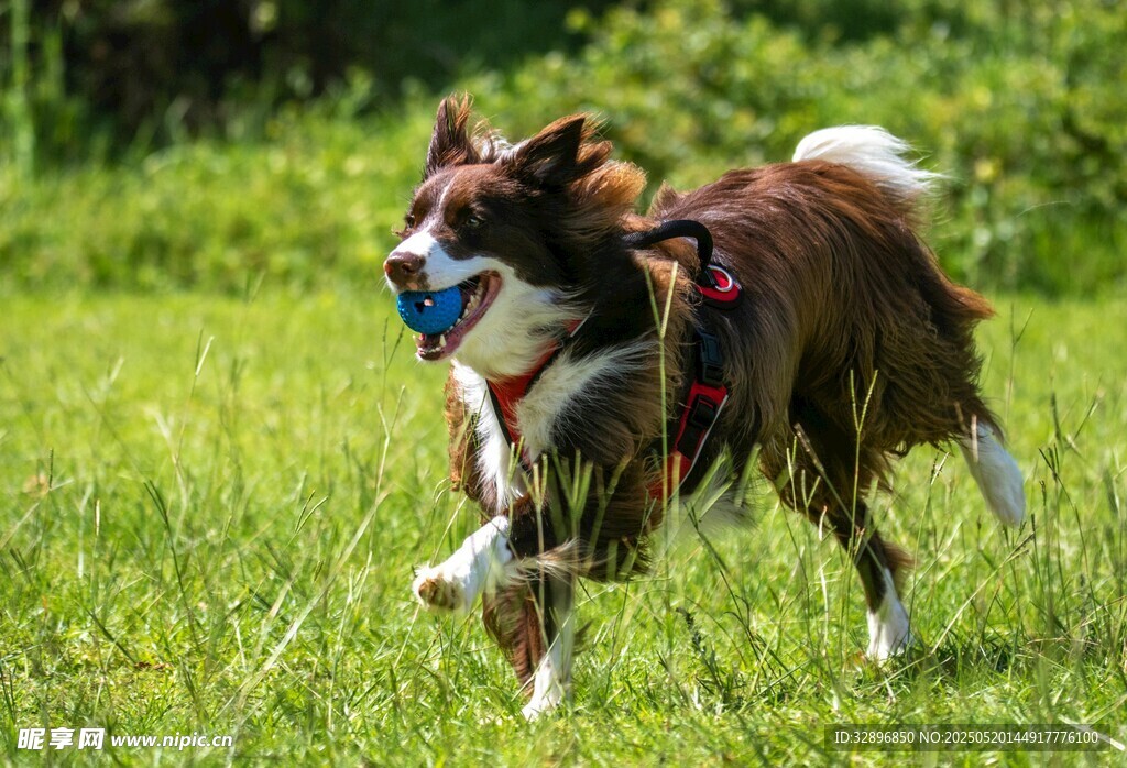 草地奔跑的喜乐蒂牧羊犬