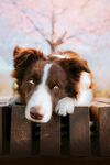 萌犬倚栏望景