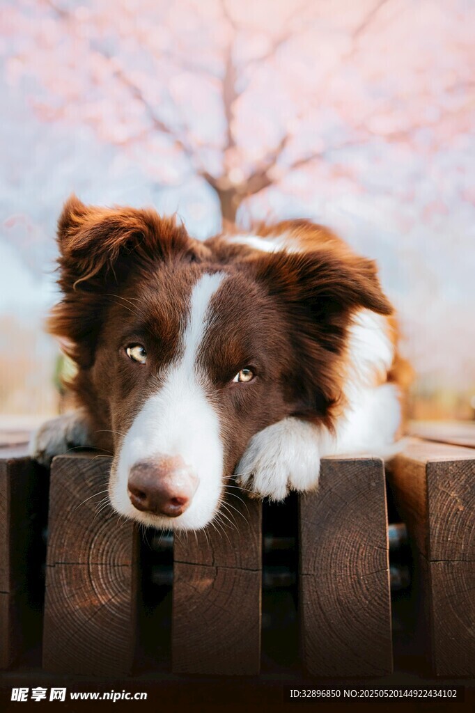 萌犬倚栏望景