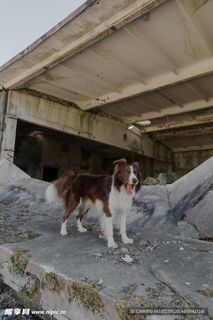 桥下的三色犬