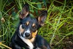 草地上的可爱三色犬