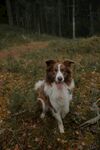 林间奔跑的可爱边牧犬