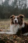 田野中的喜乐蒂牧羊犬