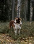 林间漫步的可爱牧羊犬