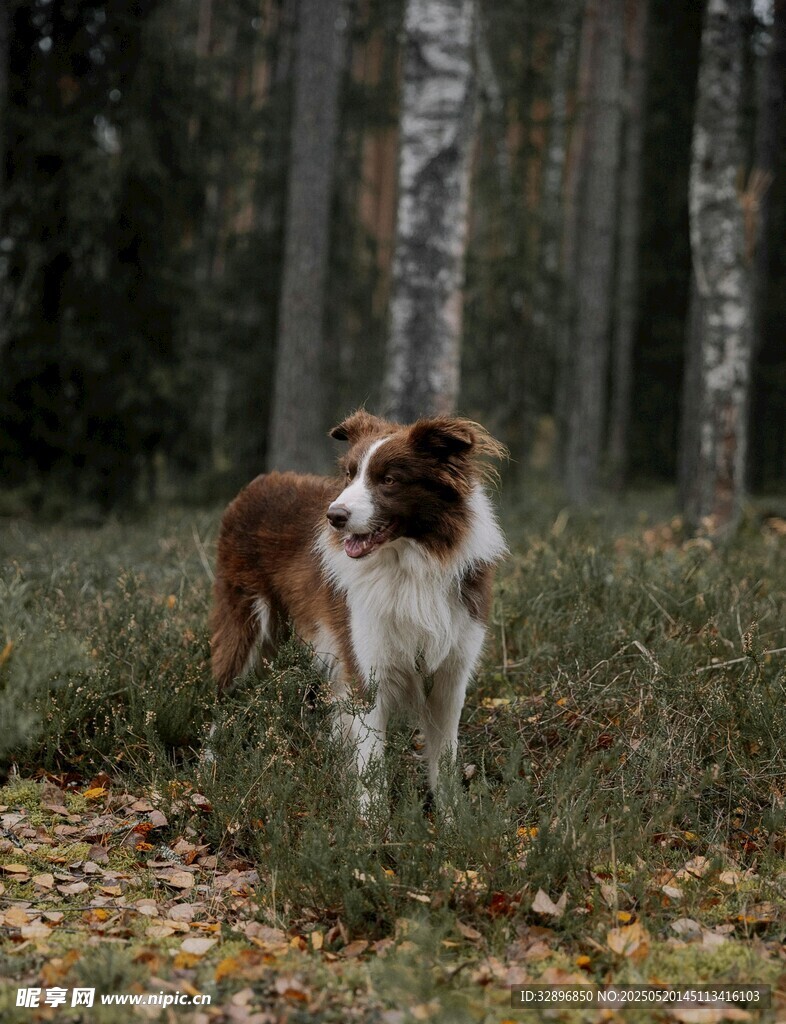 林间漫步的可爱牧羊犬
