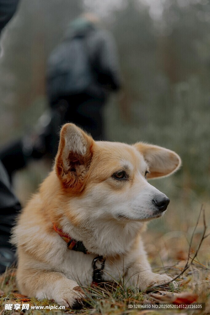草地上的可爱柯基犬