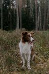 田野中的边牧犬