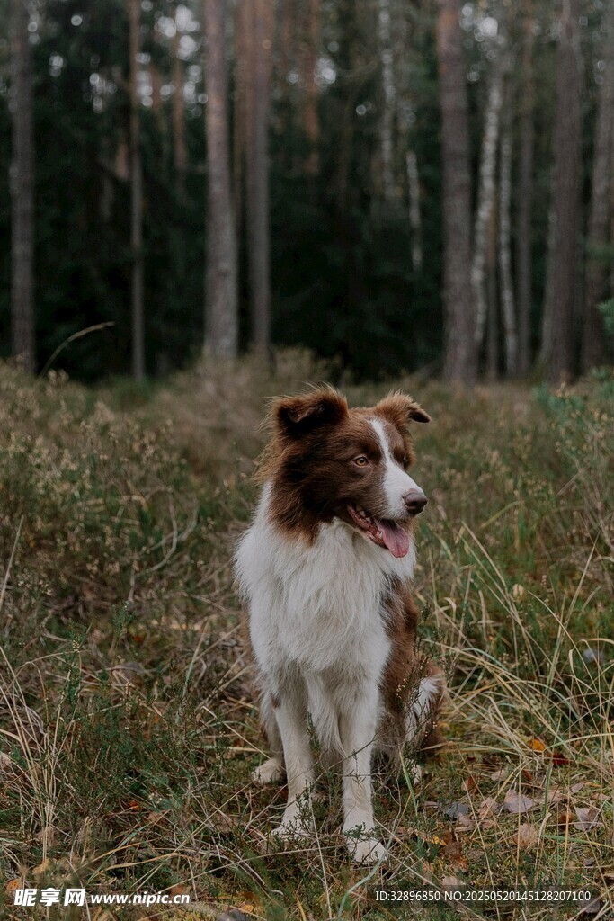 田野中的边牧犬