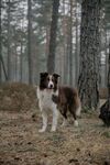 森林中的边牧犬