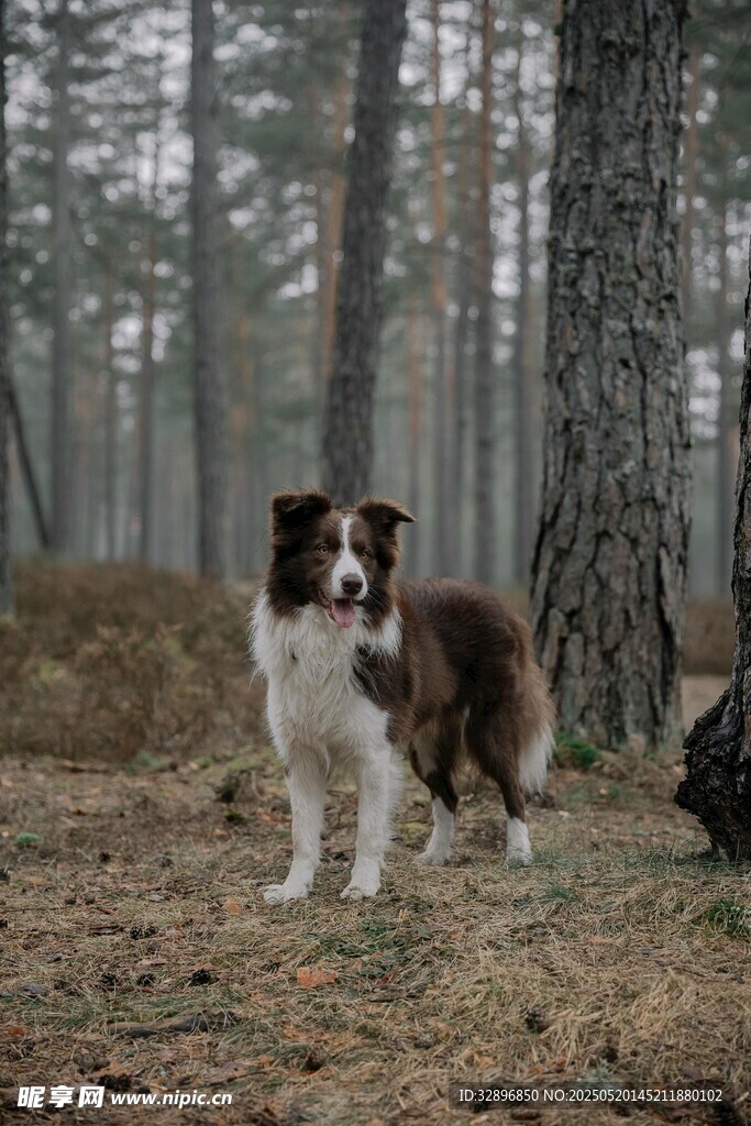 森林中的边牧犬