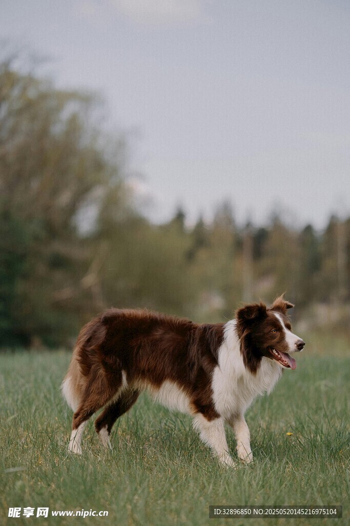 草地上的棕白相间牧羊犬