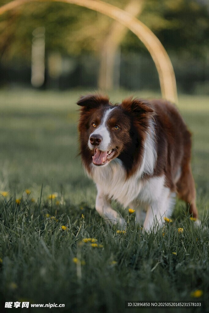 草地奔跑的可爱边牧犬