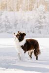 雪地中的欢快牧羊犬