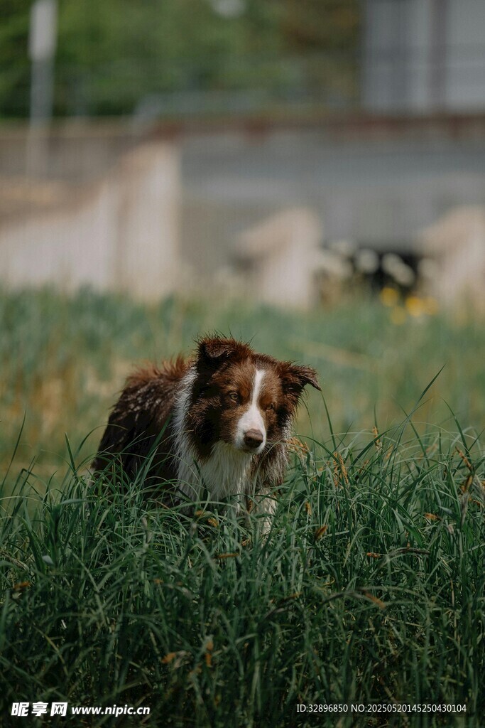 草地上的可爱边牧犬