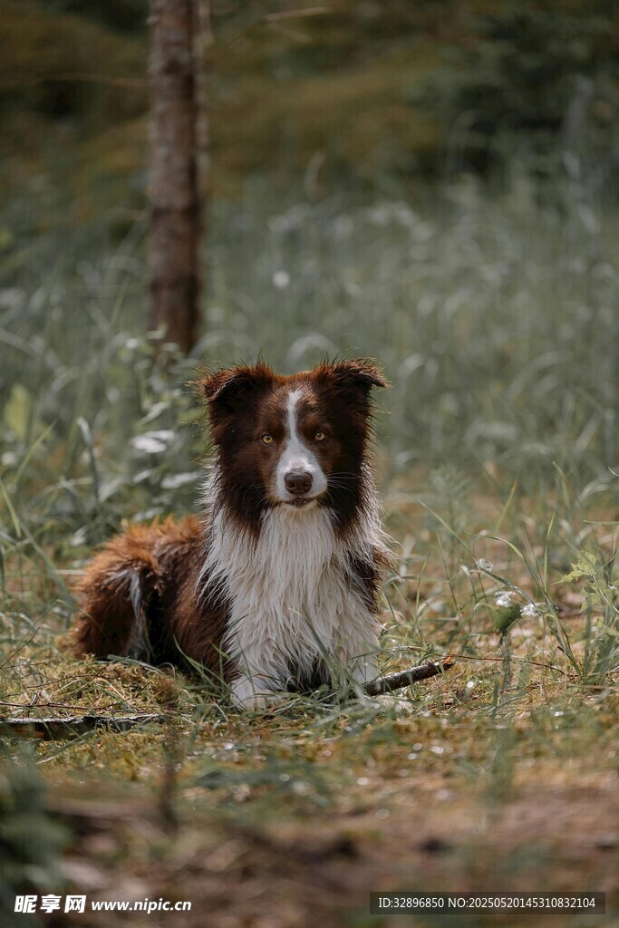 草地休憩的三色边牧犬