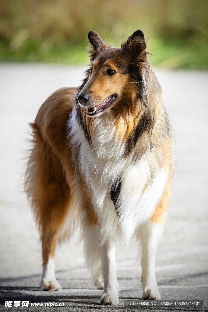 站立的长毛牧羊犬