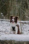 雪地中的边牧