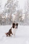 雪地中的棕白相间牧羊犬