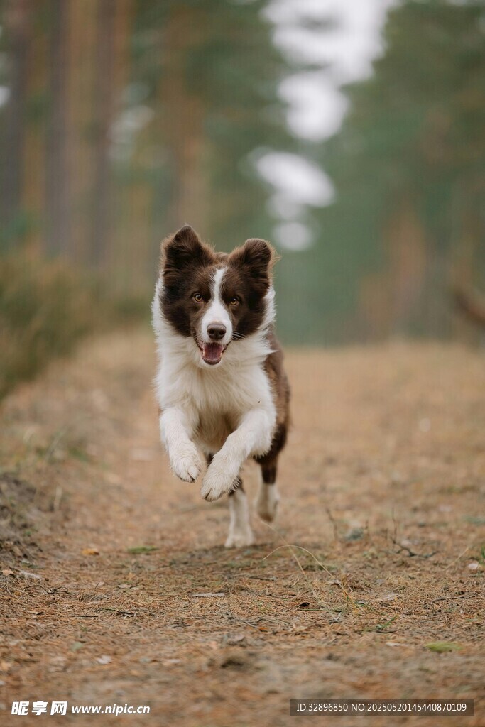 奔跑的边牧犬