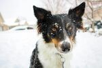 雪地中的帅气边牧犬
